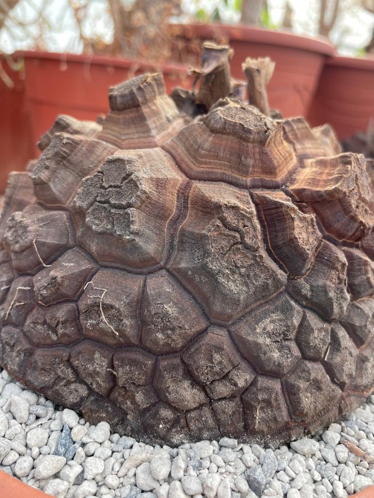 Caudex plant Dioscorea Elephantipes var Montana 22cm schaal, Overige soorten, Ophalen of Verzenden, In pot, Minder dan 100 cm