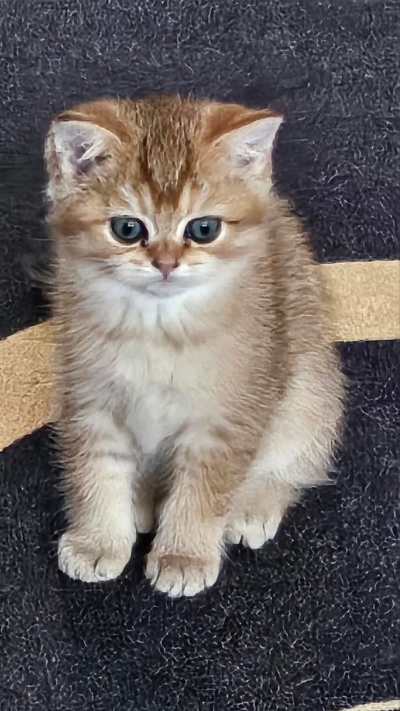 Gouden Brits korthaar kitten, Audio, Tv en Foto, Mp3-spelers | Apple iPod, Ophalen of Verzenden