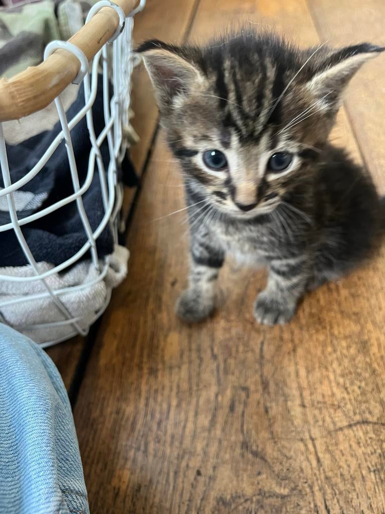 2 lieve katertjes te koop, Dieren en Toebehoren, Katten en Kittens | Overige Katten, Kater