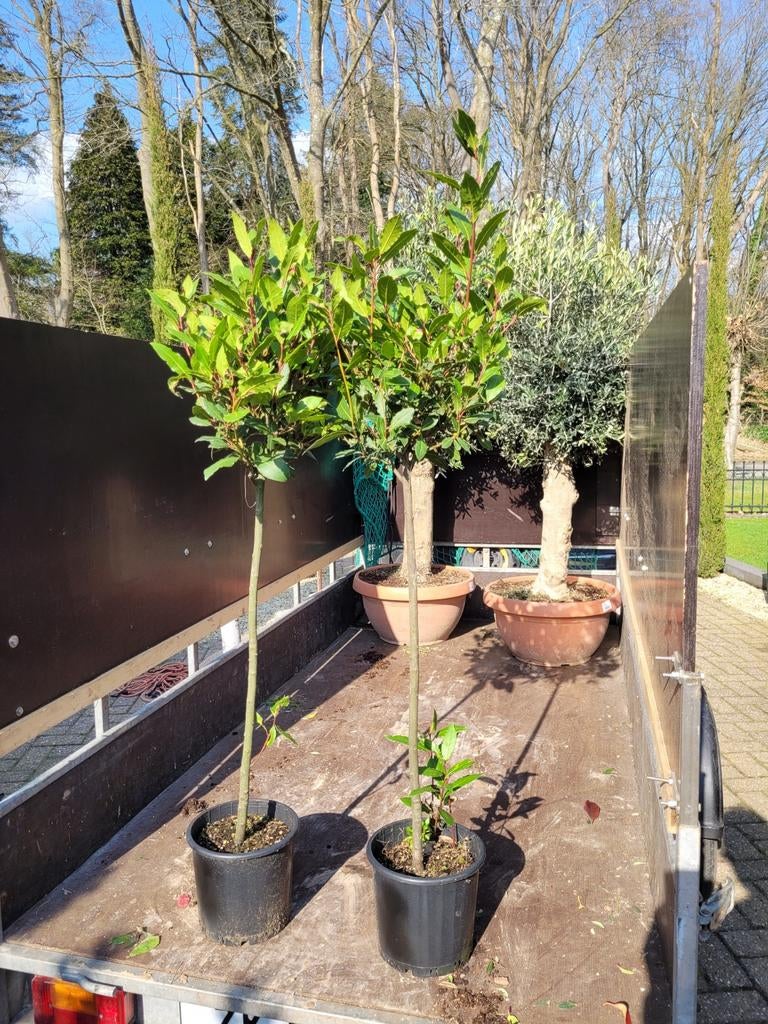 Laurier Nobilis - Eetbare Laurierboom, Ophalen, Volle zon, Vaste plant, Kruiden