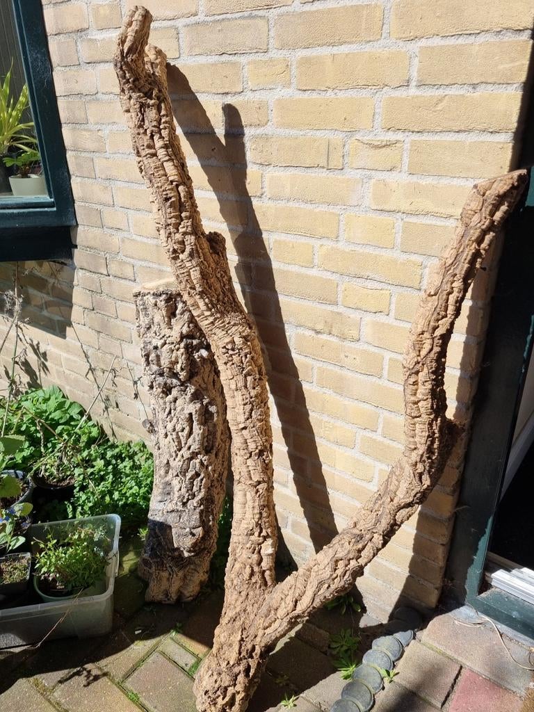 Kurkstam en kurktak XXL, Ophalen of Verzenden, Volle zon