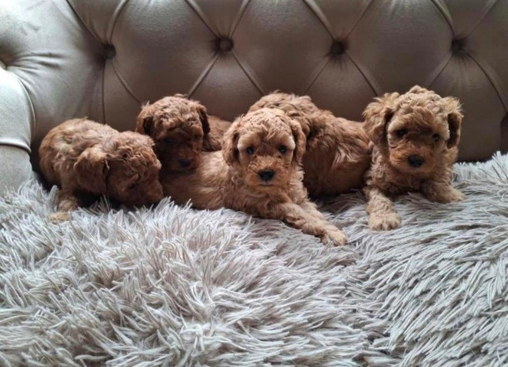 Toy poodle /dwerg poedel, Dieren en Toebehoren, Poedel, HCC (leverziekte), 8 tot 15 weken, Meerdere