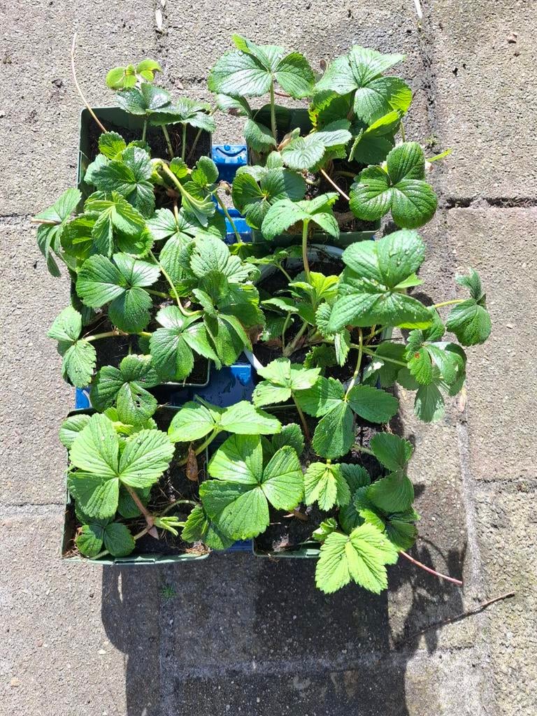 Ananas-aardbeien, Ophalen, Volle zon