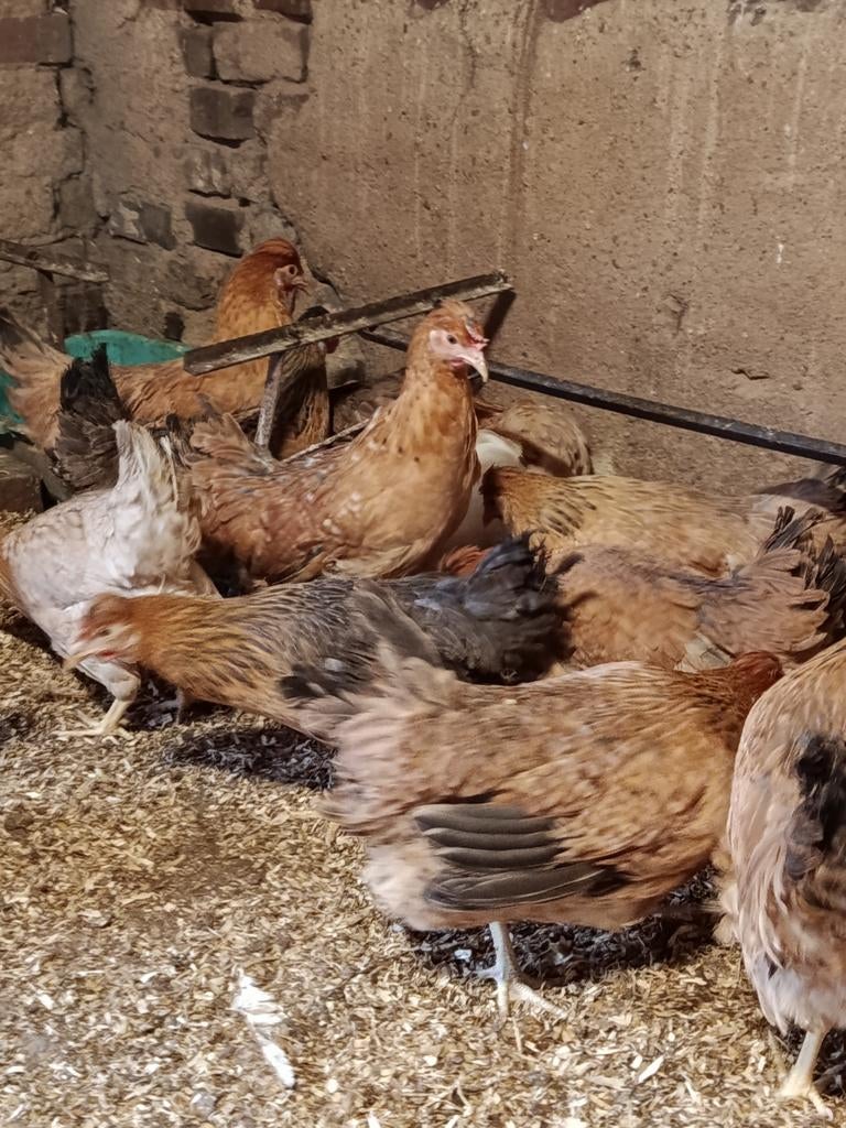 Ik verkoop blauw-eierleggende kippen, Dieren en Toebehoren, Pluimvee, Meerdere dieren, Kip