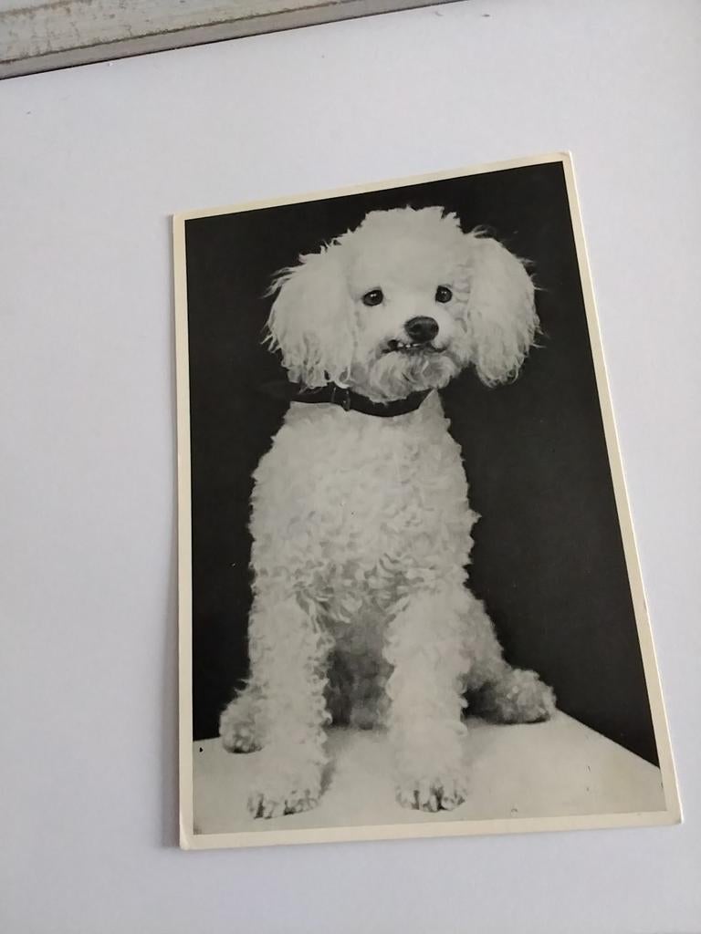 WITTE POEDEL.  1959 NED. VER. TOT BESCHERMING VAN DIEREN, Ophalen of Verzenden, 1940 tot 1960, Overige thema's