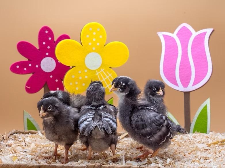 Jonge tamme Amrock kuikens gesekst en ingeënt, Dieren en Toebehoren, Pluimvee, Vrouwelijk, Kip