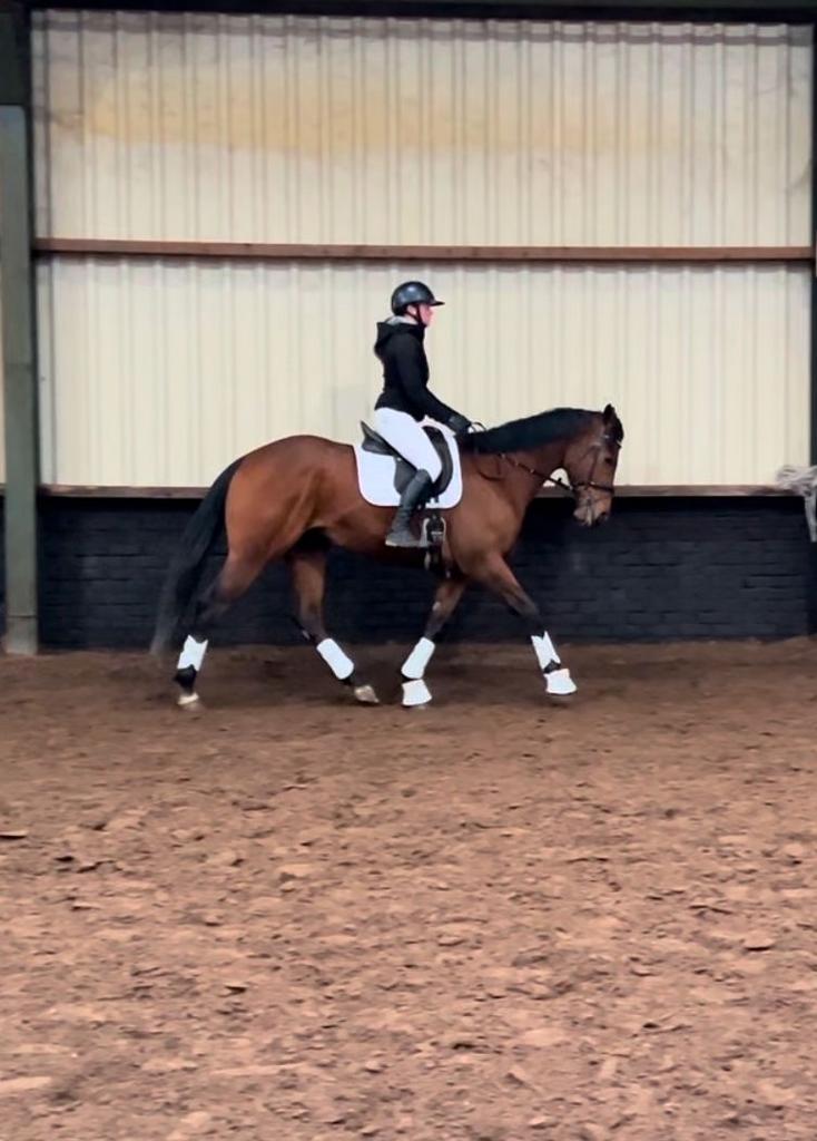 Te koop aangeboden: 4 Jarige Iers Volbloed, Dieren en Toebehoren, Paarden, Met stamboom, Ruin, 3 tot 6 jaar, L