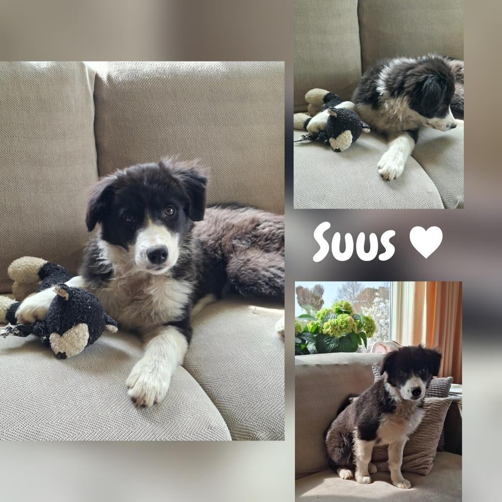 Border collie pup, 8 tot 15 weken, Teef, Eén hond, Middel