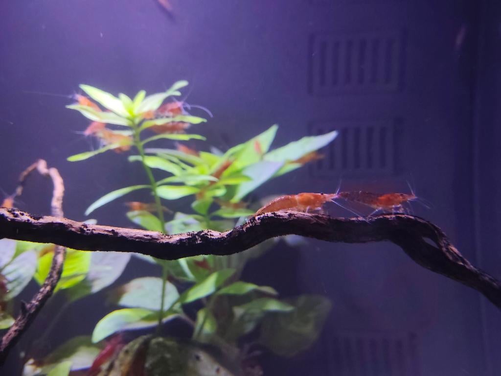 Vuurgarnalen, Dieren en Toebehoren, Vissen | Aquariumvissen, Kreeft, Krab of Garnaal, Zoetwatervis