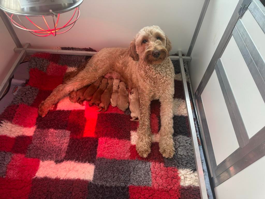 Australian Labradoodle Pups, 8 tot 15 weken, Parvo, Meerdere, Meerdere dieren