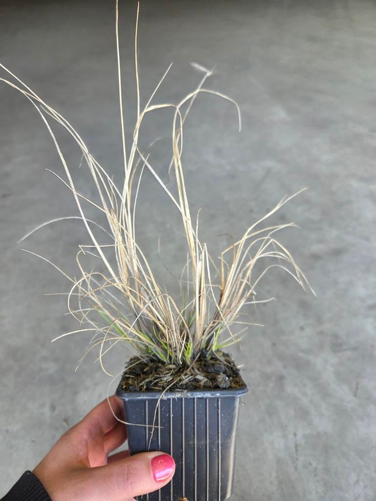 Pennisetum ‘Hameln’ – Siergras (P9) Lampenpoetser, Tuin en Terras, Planten | Tuinplanten, Ophalen, Vaste plant, Siergrassen, Halfschaduw