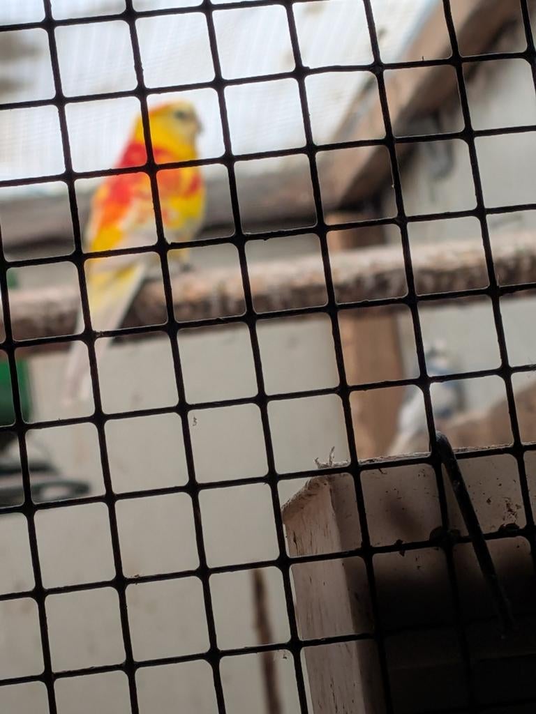 Roodrug parkieten, Dieren en Toebehoren, Vogels | Parkieten en Papegaaien, Meerdere dieren, Parkiet