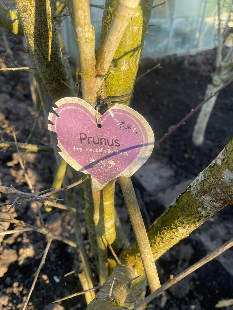 Fruitbomen, Ophalen of Verzenden, Minder dan 100 cm, Appelboom, Lente