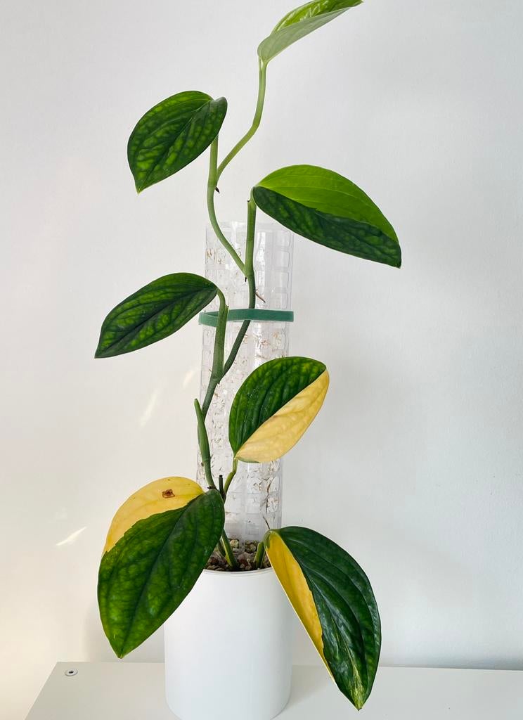 Monstera Peru Karstenianum Variegata, Ophalen of Verzenden, Halfschaduw, Minder dan 100 cm