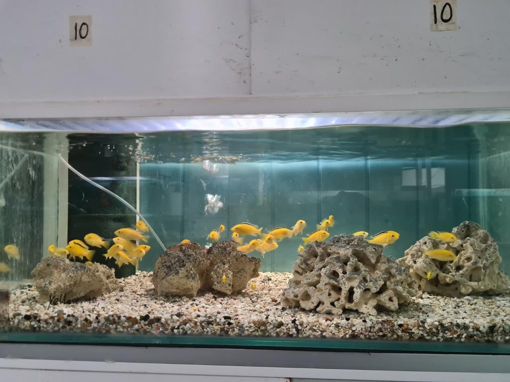 Labidochromis Caeruleus Yellow Kakusa Malawi Cichliden, Vis, Zoetwatervis