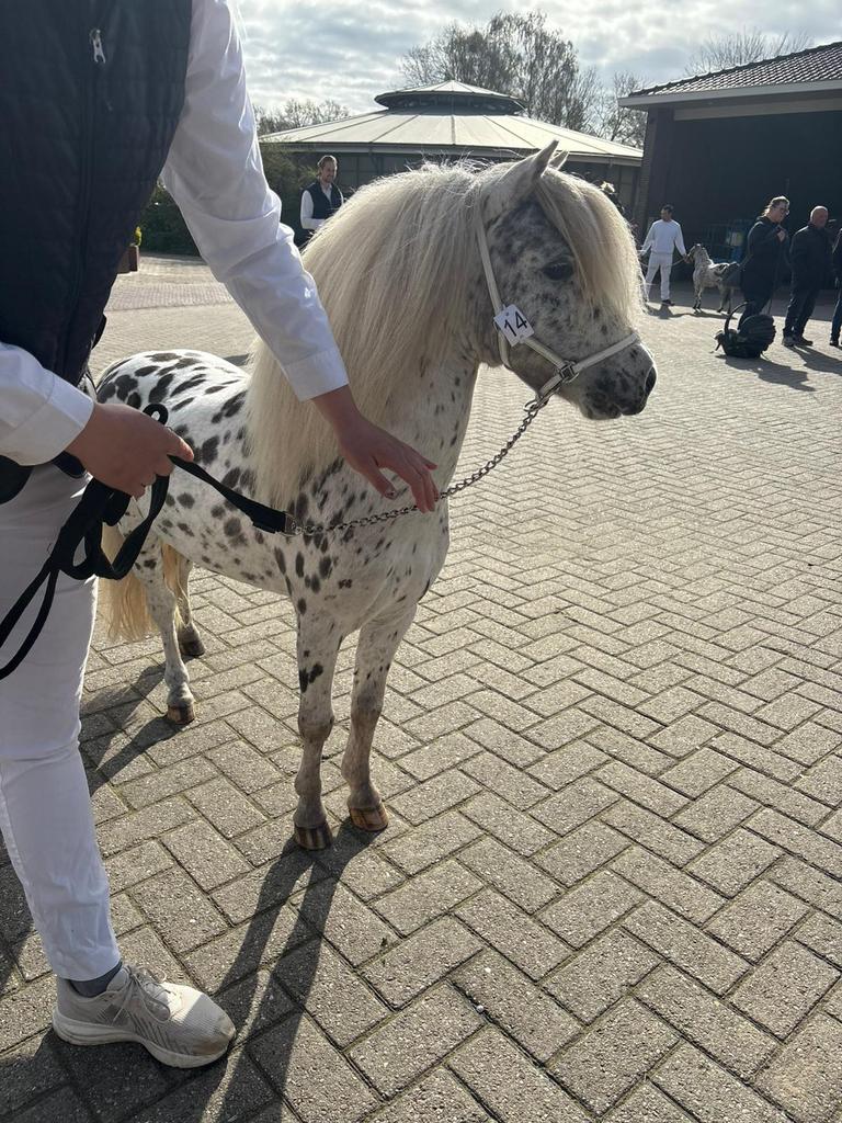 Dekhengst appaloosa te huur, Dieren en Toebehoren, Hengst