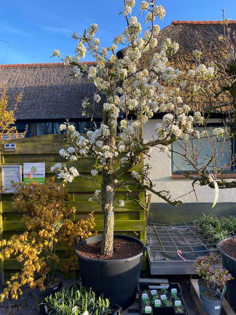 Gieser Wildeman Stoofpeerboom - 25 jaar oud, Tuin en Terras, Planten | Fruitbomen, Perenboom, 250 tot 400 cm, Volle zon, Lente