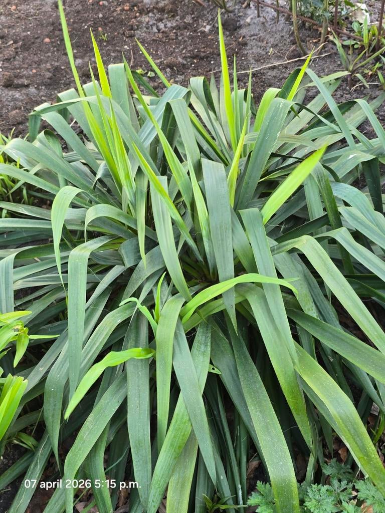Palmlelie, Tuin en Terras, Planten | Tuinplanten, Volle zon, Vaste plant, Herfst, Ophalen