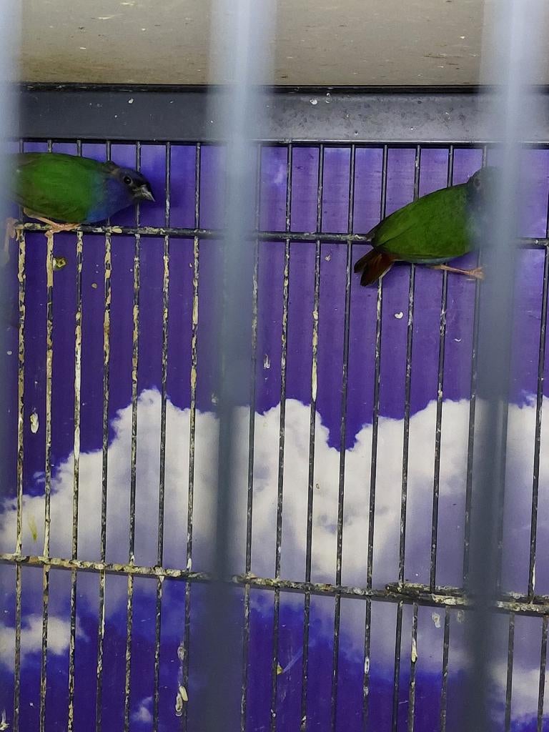 Forbes papagaaiamadine l Verschillende koppels, Meerdere dieren, Tropenvogel, Geringd