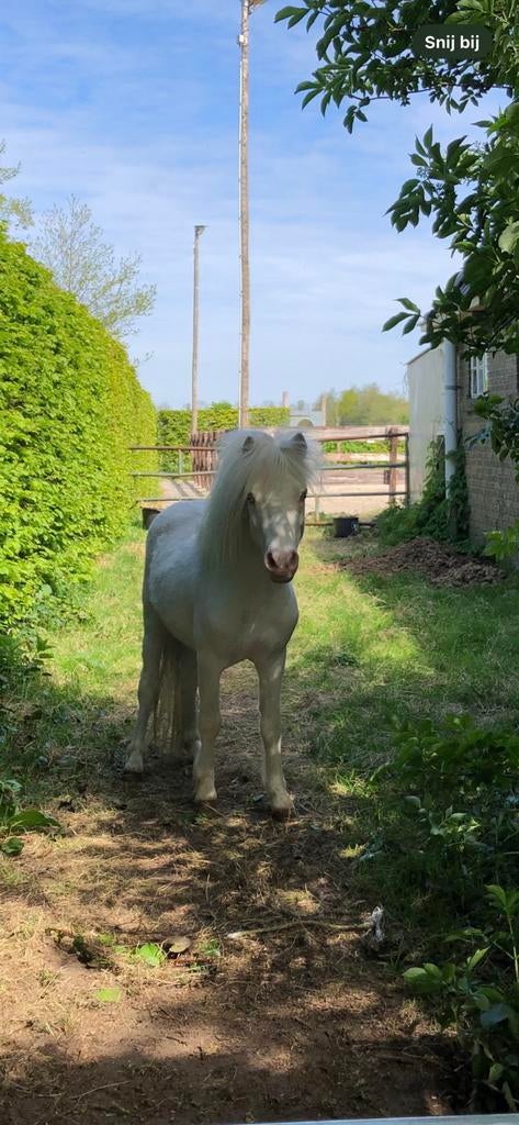 Ter dekking cremello bonte NMPRS hengst 89 cm, Hengst