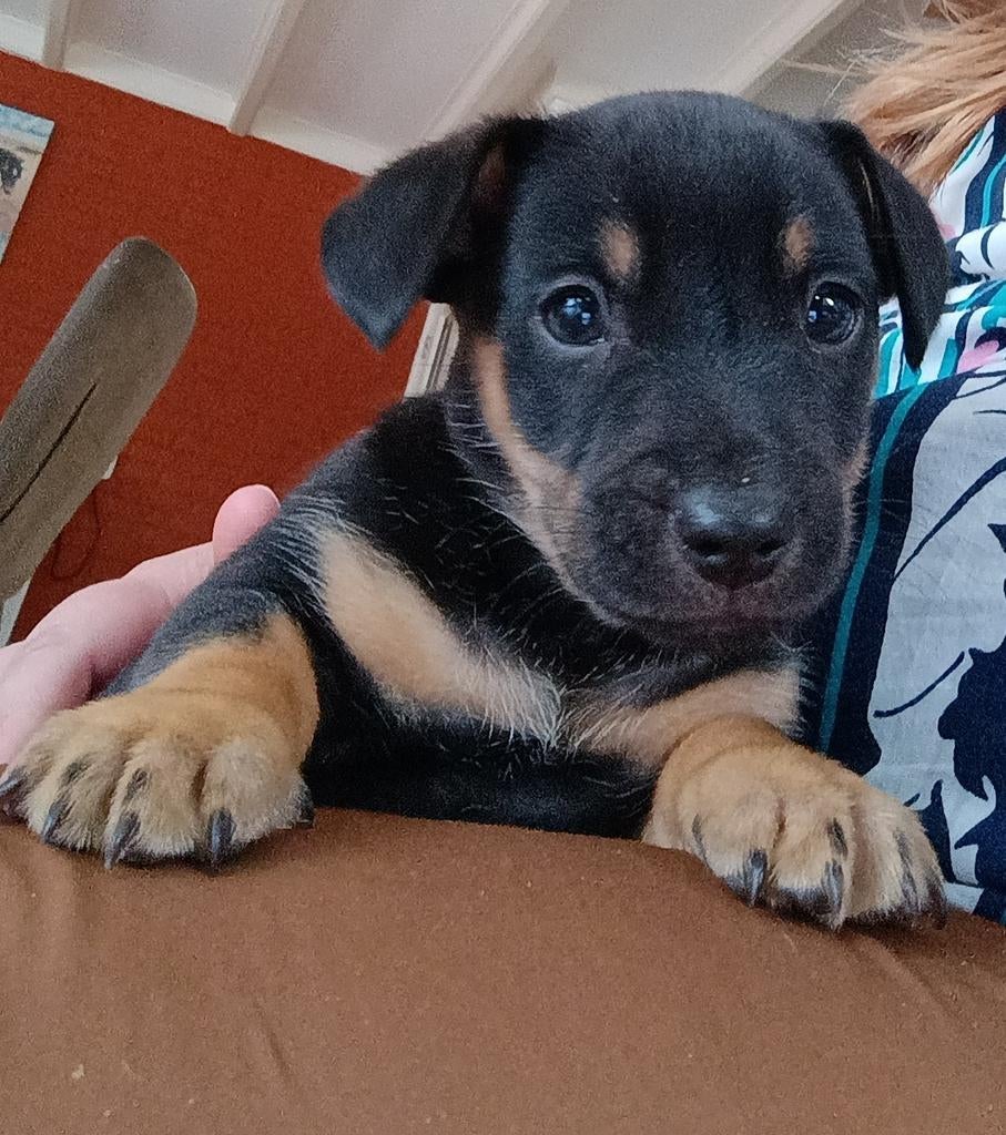 Nog 1 knappe gezonde Jack Russel Reu pup beschikbaar🐾🐾, Dieren en Toebehoren, Jack Russell Terriër, Meerdere, Meerdere dieren