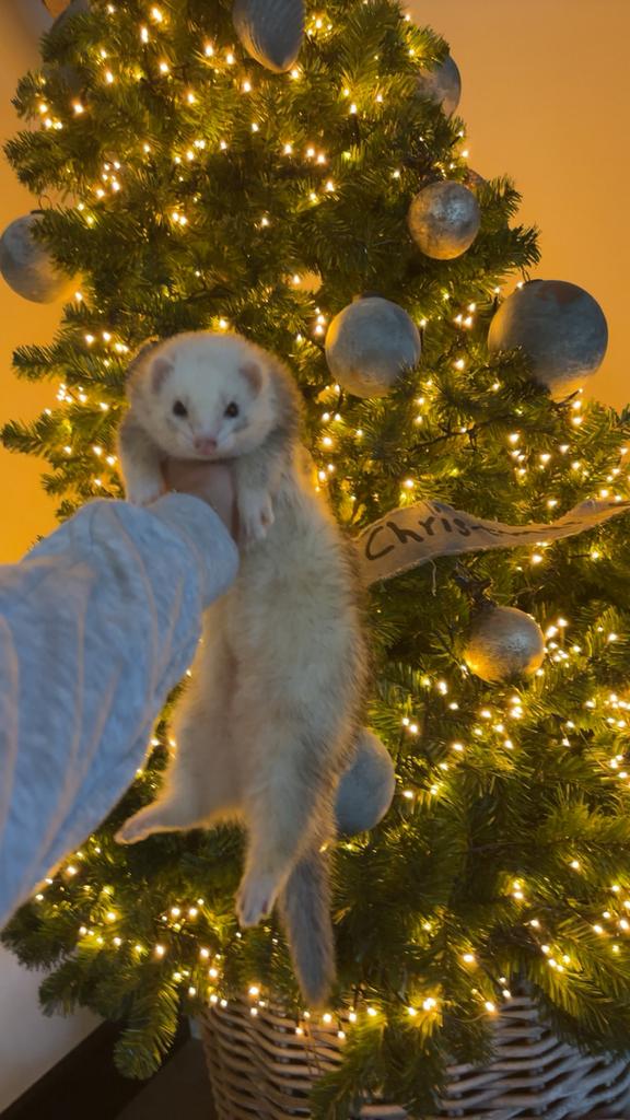 Fret te koop, Fret, Mannelijk, Januari, Tam