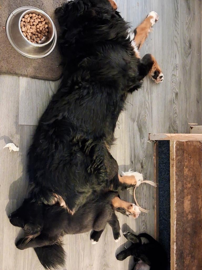 GOED THUIS GEZOCHT!, Dieren en Toebehoren, Parvo, 8 tot 15 weken, Meerdere, Meerdere dieren