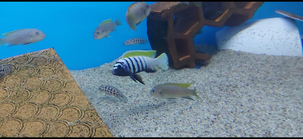 Cynotilapia afra Jalo reef, Dieren en Toebehoren, Vis