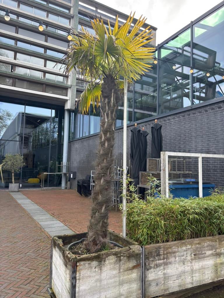 Palmboom, 250 tot 400 cm, Zomer, Palmboom, Ophalen