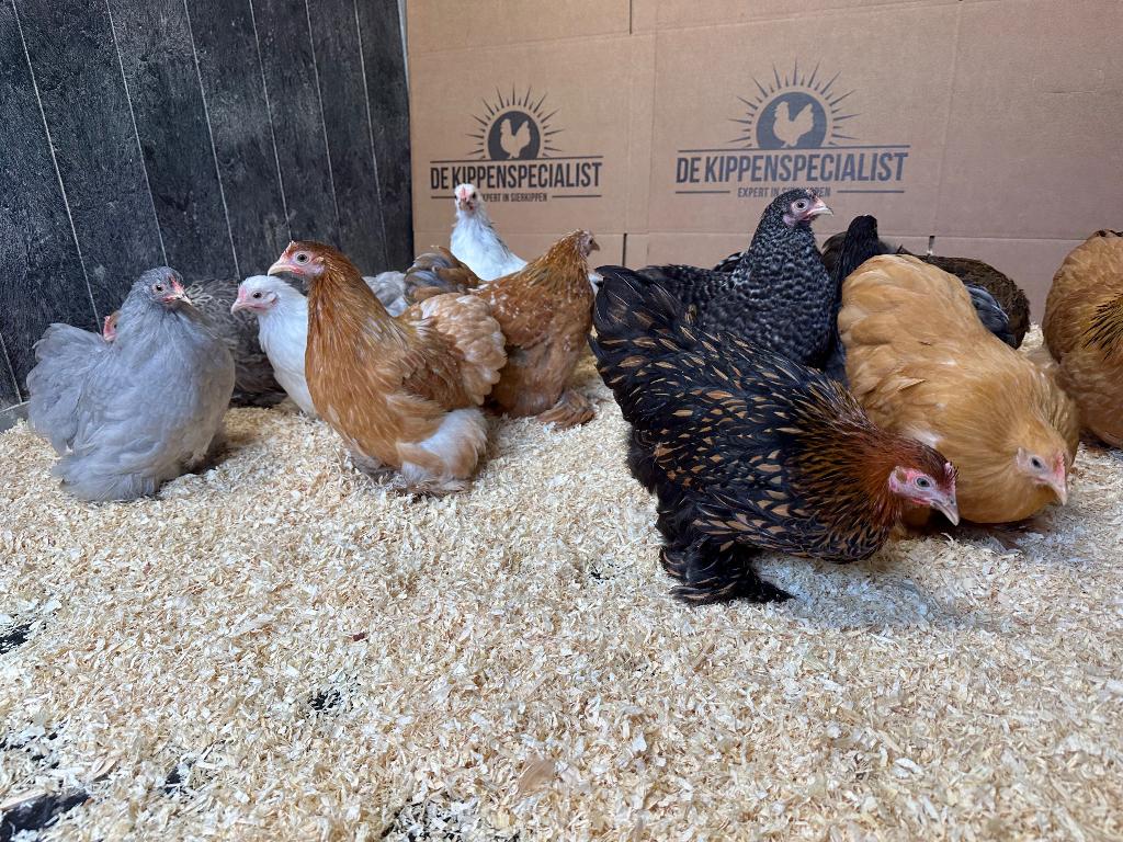 Cochin kriel kippen verschillende kleuren, gesekst + ingeënt, Dieren en Toebehoren, Pluimvee, Vrouwelijk, Kip