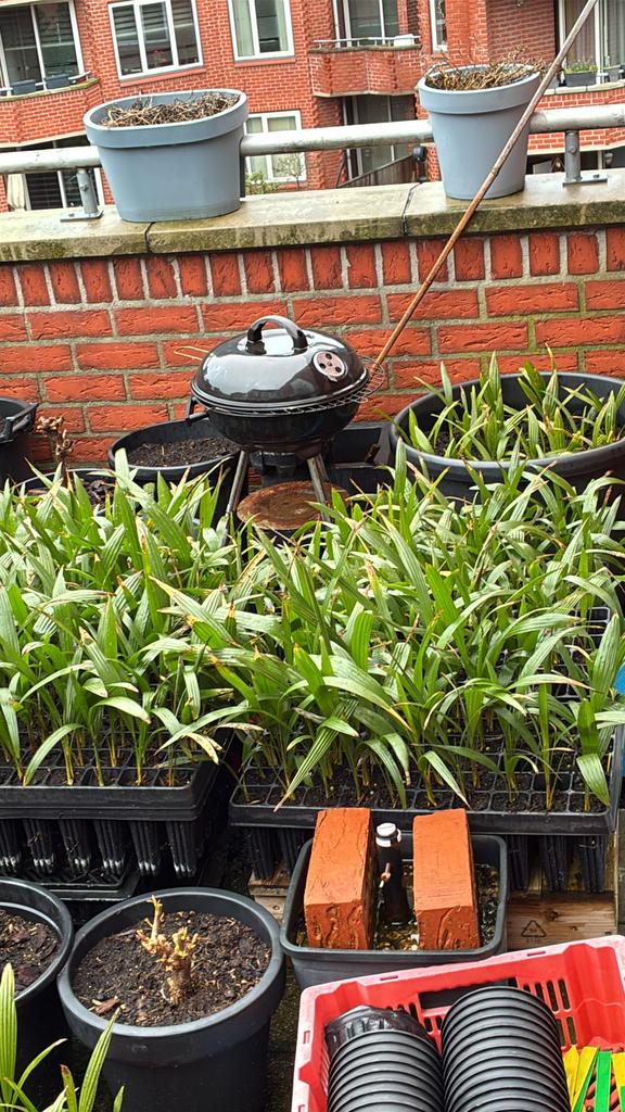 Trachycarpus fortunei zaailingen 2 jaar oud, Volle zon, Vaste plant, Lente, Ophalen