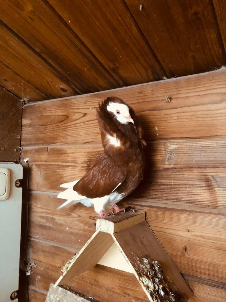 Kapucijner doffer gezocht, Mannelijk