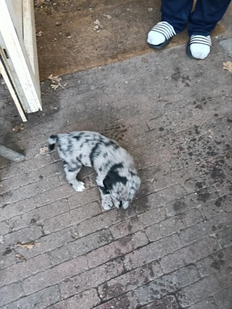 Labrador pups, Dieren en Toebehoren, Parvo, 8 tot 15 weken, Labrador retriever, Meerdere