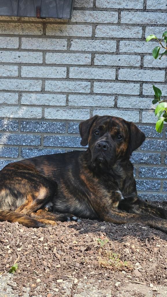 Boxer X labrador X cane corso dekreu, Dieren en Toebehoren, Reu, 1 tot 2 jaar, Eén hond, Nederland