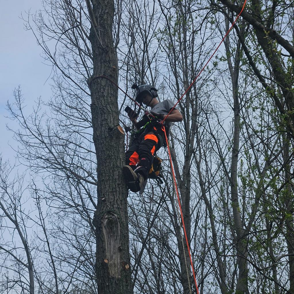 VG Works boomverzorging | veilig & vakkundig werk, Diensten en Vakmensen, Tuinmannen en Stratenmakers, Garantie, Tuinonderhoud of Snoeiwerk