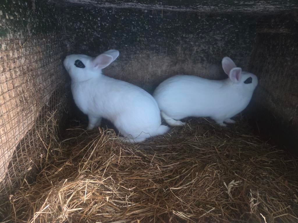 Te hotot konijnen, Dieren en Toebehoren, Konijnen, Meerdere dieren