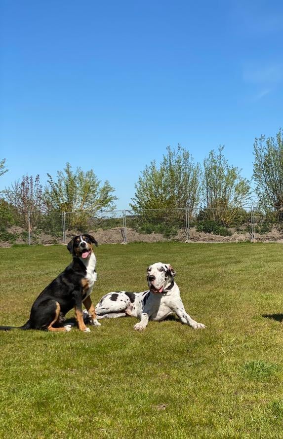 honden dagopvang/pension, Diensten en Vakmensen, Dieren | Honden | Verzorging, Oppas en Les, Pension of Dagopvang