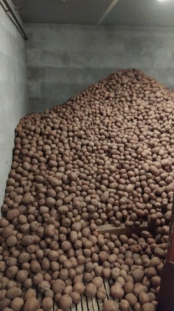 Bildtstar aardappels, Diversen, Levensmiddelen, Ophalen