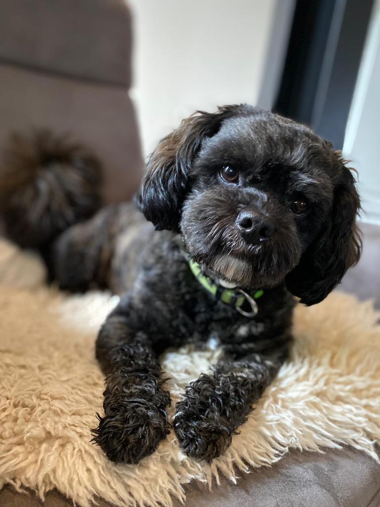 Shihpoo Dekreu, Reu, 1 tot 2 jaar, Parvo, Eén hond
