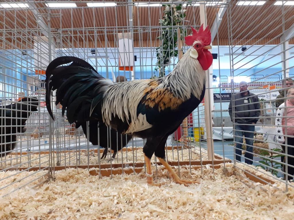 Broedeieren Ned Leghorn Zilverpatrijs en Patrijs, Geslacht onbekend, Kip