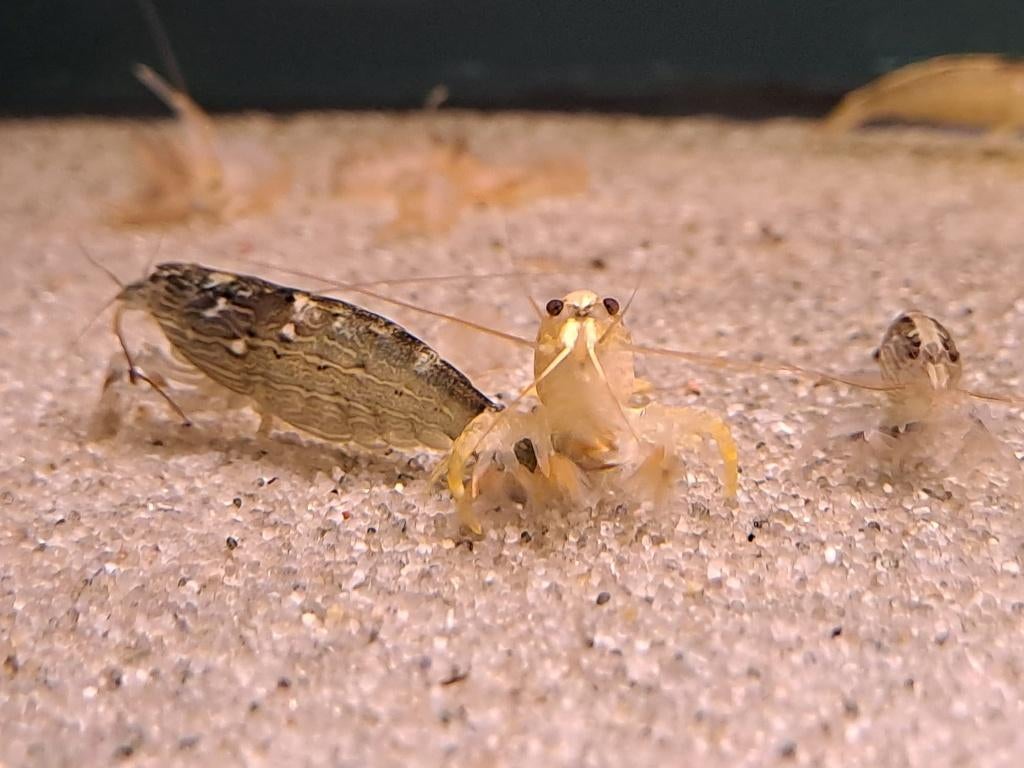 Aziatische waaierhandgarnaal (Atyopsis moluccensis), Dieren en Toebehoren, Vissen | Aquariumvissen, Kreeft, Krab of Garnaal, Zoetwatervis