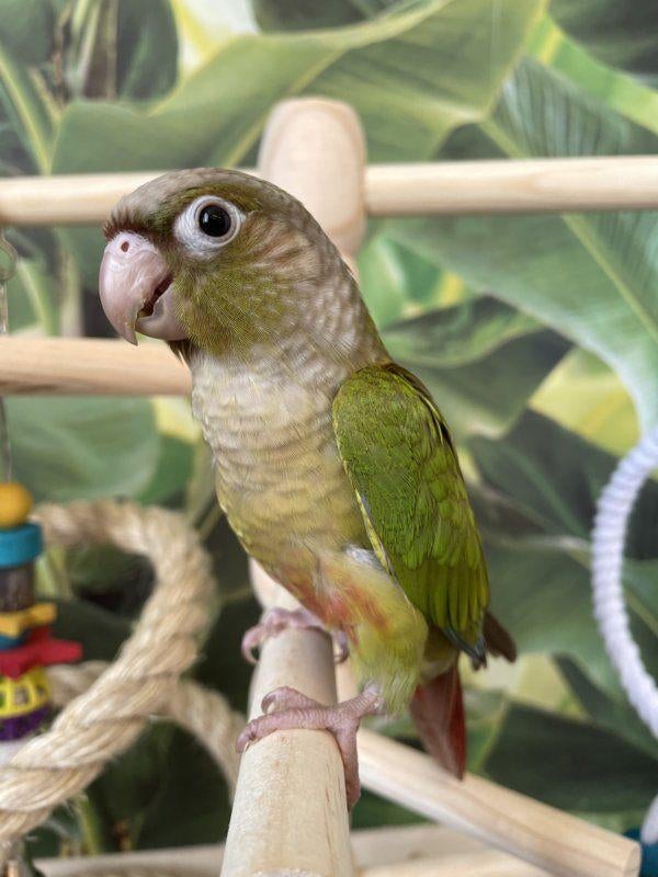 Jonge Baby Pyrrhura´s | Handtam | Nieuwsgierig | Div. Kleure, Meerdere dieren, Parkiet, Pratend