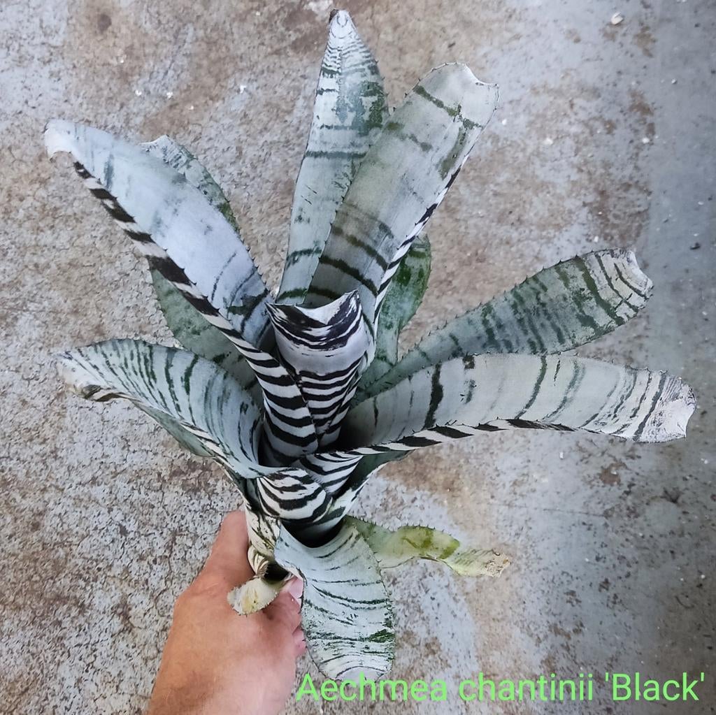 Aechmea chantinii 'Black hybrid', prachtige grote planten, Ophalen of Verzenden, In pot, Halfschaduw, Minder dan 100 cm