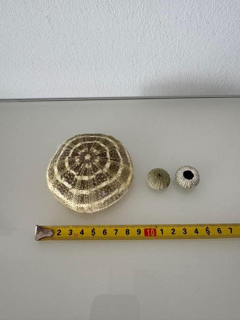 Zee egel set, Ophalen, Schelp(en)