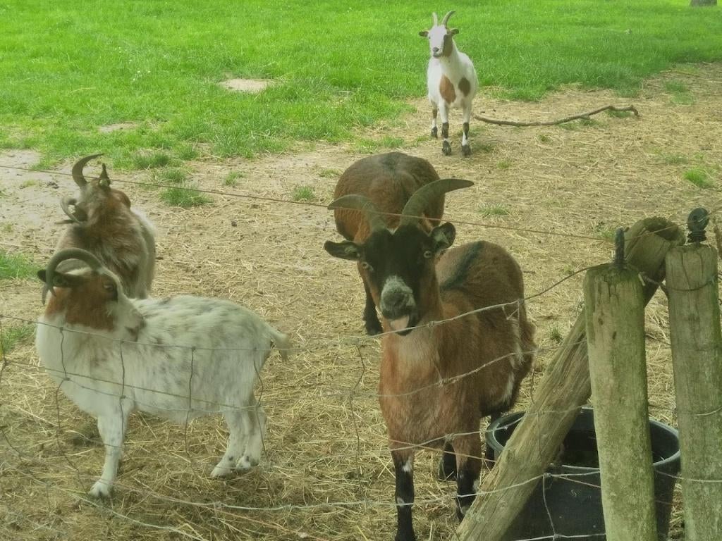 dwerggeitjes, Dieren en Toebehoren, Vrouwelijk, Geit, 3 tot 5 jaar