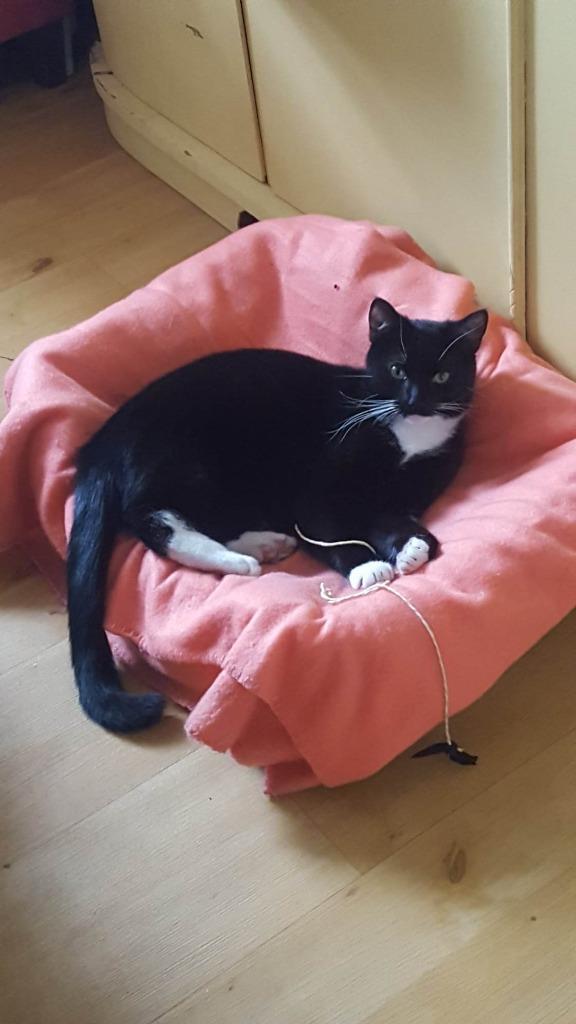 Kater Noname vermist Keltenstraat Venlo!, Dieren en Toebehoren, Kater, Kortharig, 0 tot 2 jaar