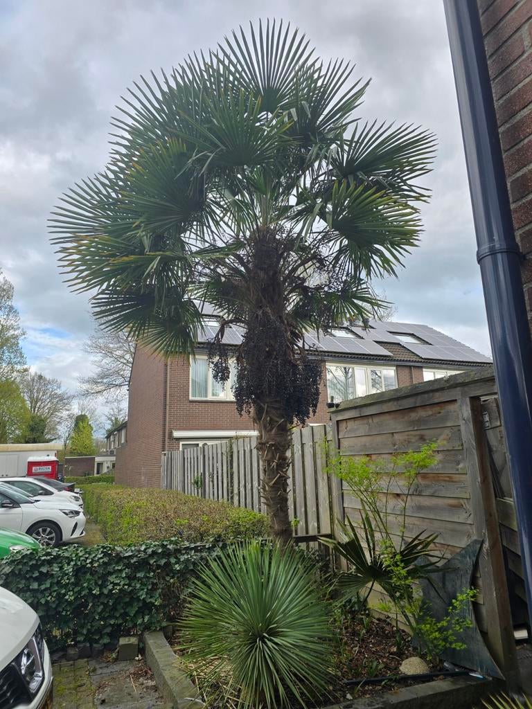 Trachycarpus fortunei palm stekjes evt ook nog zaden, Volle zon, Ophalen of Verzenden, 100 tot 250 cm, Zomer