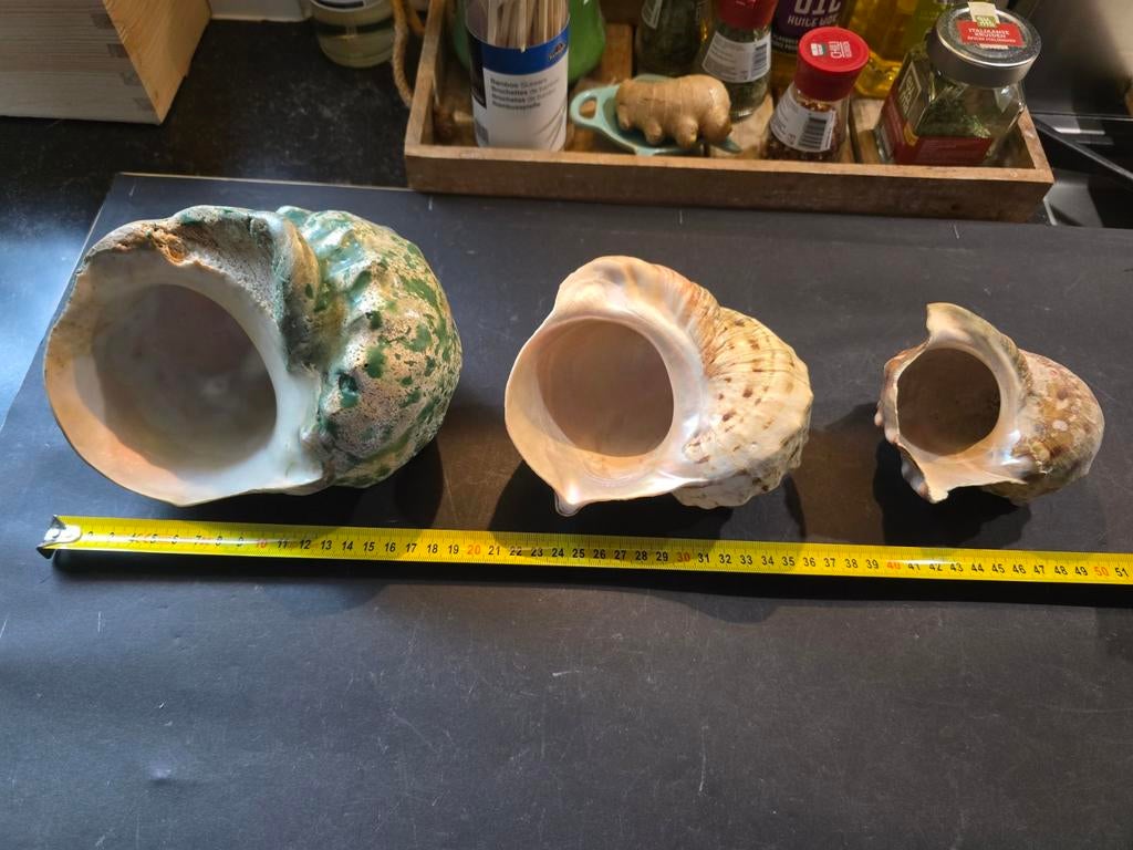 3 hele mooie grote Turbo Schelpen, Ophalen of Verzenden, Schelp(en)