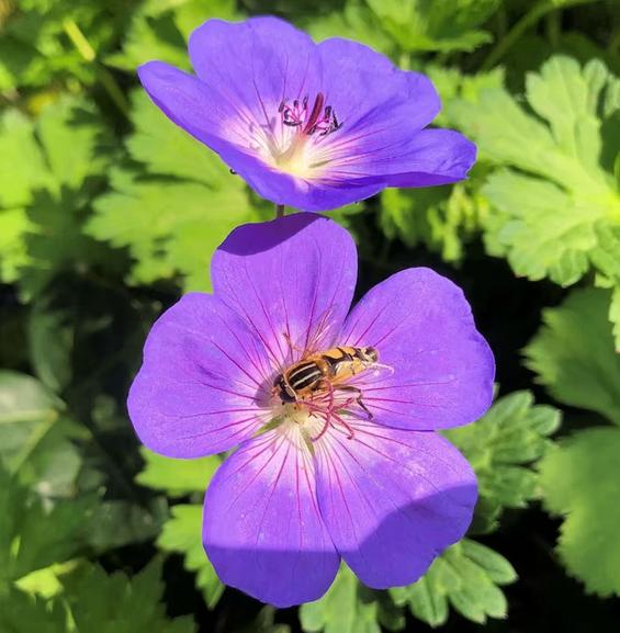 Paars bloeiende geranium | ooievaarsbek, Tuin en Terras, Ophalen, Bodembedekkers, Vaste plant, Halfschaduw
