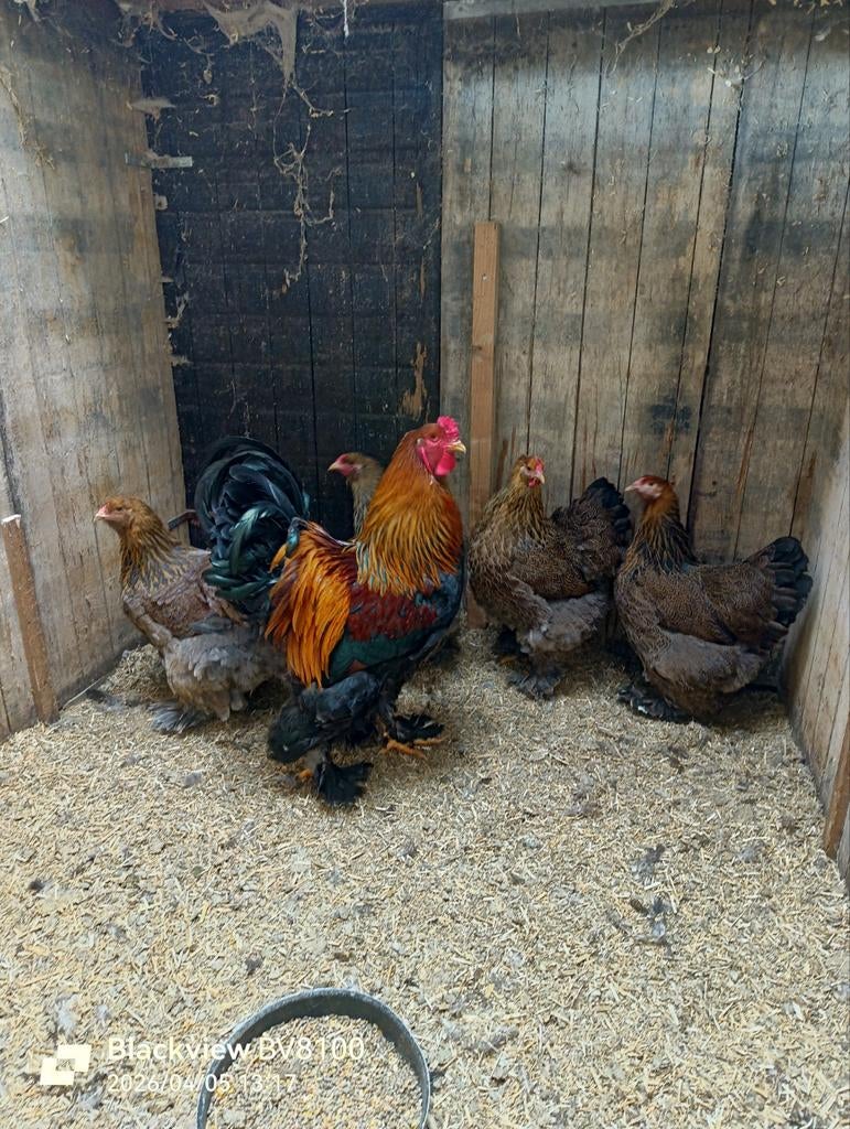 Broedeieren grote brahma., Dieren en Toebehoren, Pluimvee, Geslacht onbekend, Kip
